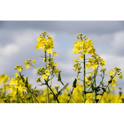 LG Constructor CL / ЛГ Конструктор КЛ