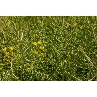 LG Scorpion / ЛГ Скорпіон