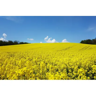 MARC KWS / МАРК КВС