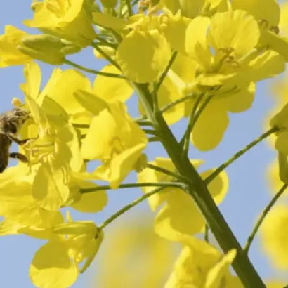 Matrix CL / Матрікс КЛ