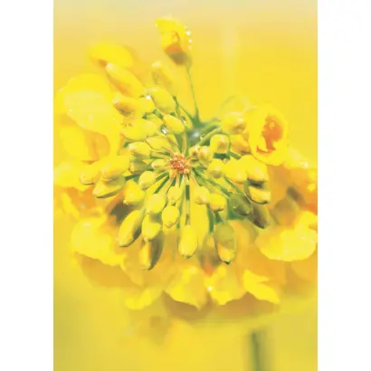 Memphis / Мемфіс