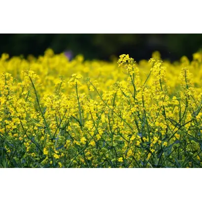 Miranda / Міранда