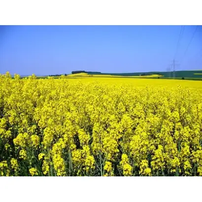 Ранок Поділля