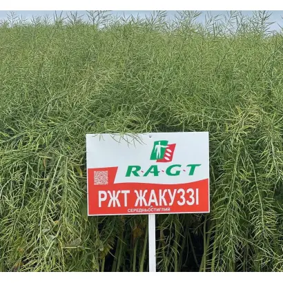 RGT JAKUZZI / РЖТ ЖАКУЗЗІ