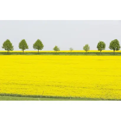 SAXON / САКСОН