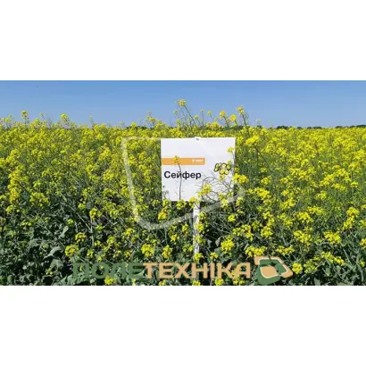 Safer / Сейфер