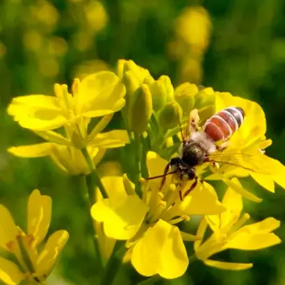 SY CORNETTA / СИ КОРНЕТТА