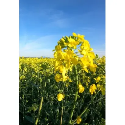 SY FLORIAN / СИ ФЛОРІАН