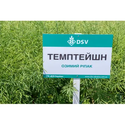 Temptation / Темптейшн