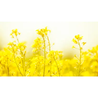 Trinidad / Тринідад