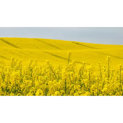 Triathlon / Тріатлон