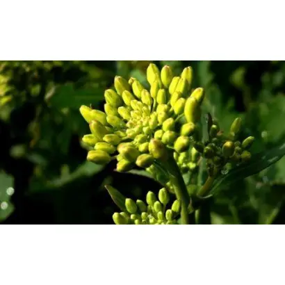 FRANKLIN / ФРАНКЛІН