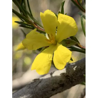 HIBERIA / ХІБЕРІЯ