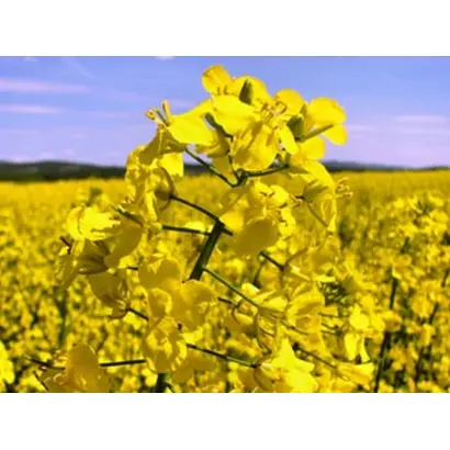 Чорний велетень