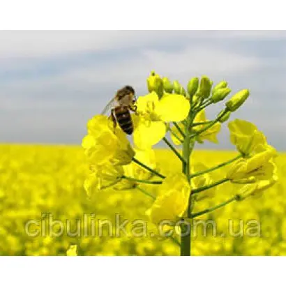 Adriana / Адріана