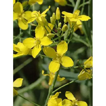 Bagira / Багіра