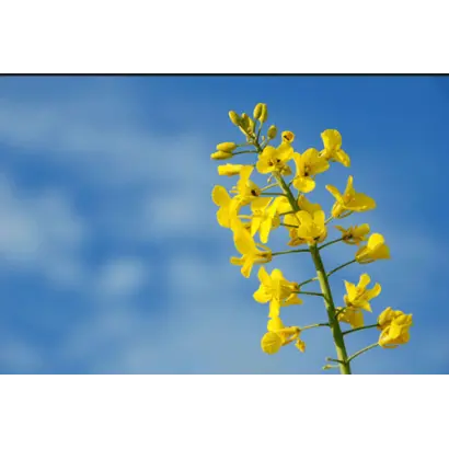 Belana / Белана