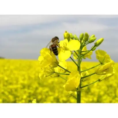 Brentano / Брентано