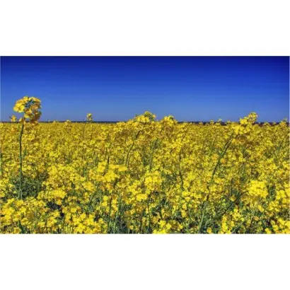 Vektra / Вектра