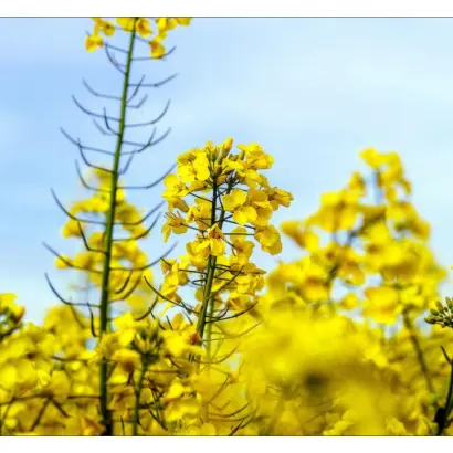 Гібрид соколівський