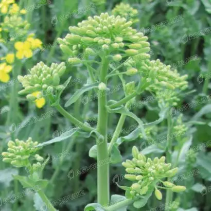 GKH 3705 / ГКХ 3705