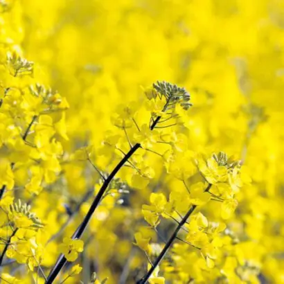 DK Extarro / ДК Екстаро