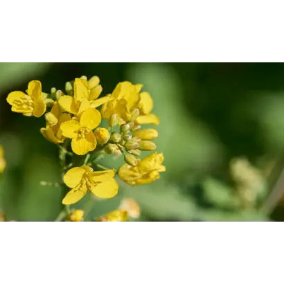 DK Exfield / ДК Ексфілд