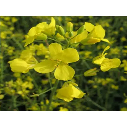 Dobrava / Добрава