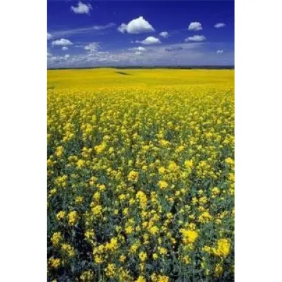 Executive / Екзекютів