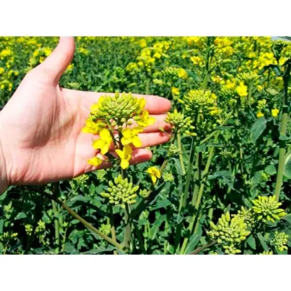 Exagone / Ексагон