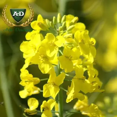 ES Alonso / ЕС Алонсо