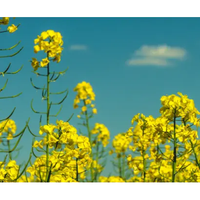 Kindler CL / Кіндлер КЛ