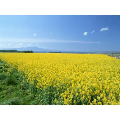 Kolanta / Коланта