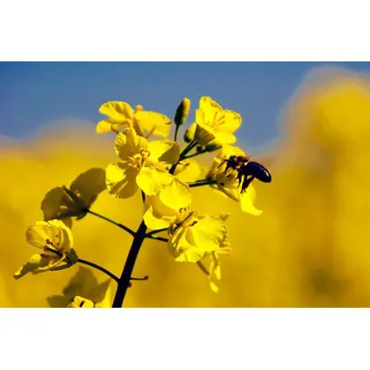 Korrel / Коррел