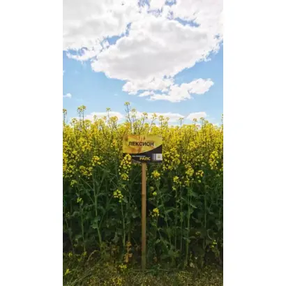 Lexion / Лексіон