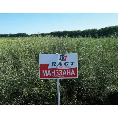 MANZZANA / МАНЗЗАНА