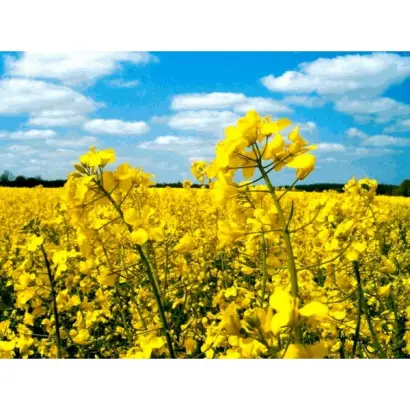 Merano / Мерано