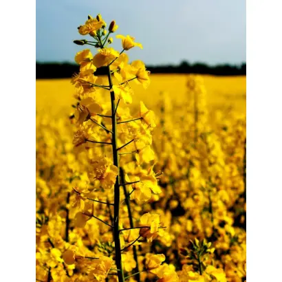 NК Pеtrоl / НК Петрол