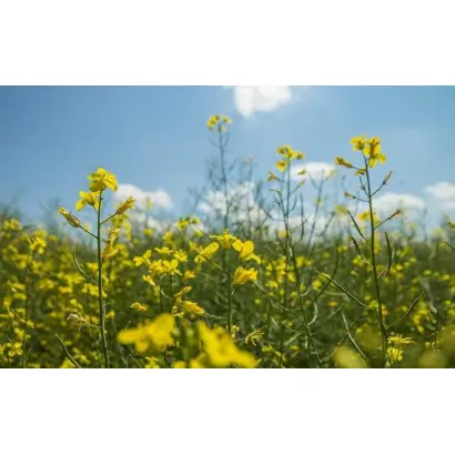 Oriolus / Оріолус