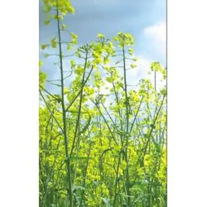 PR45D01 / ПР45Д01