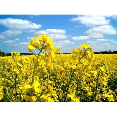 PR46W14 / ПР46В14