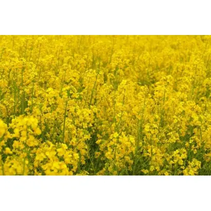 RGT GAZZETTA / РЖТ ЖАЗЗЕТТА