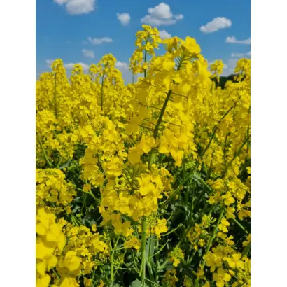 RGT QUIZZ / РЖТ КВІЗЗ