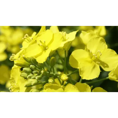 Сенатор Люкс