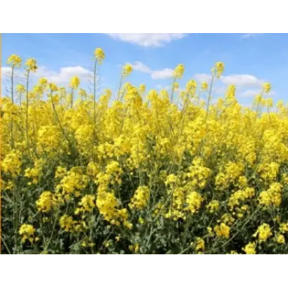 Sirtaki CS / Сіртакі КС