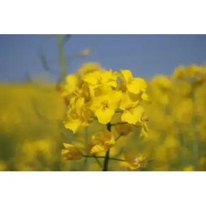 Снігова королева