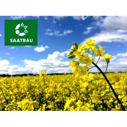 Toronto / Торонто