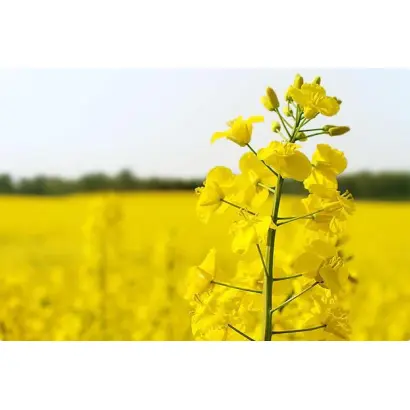 Franki / Франкі