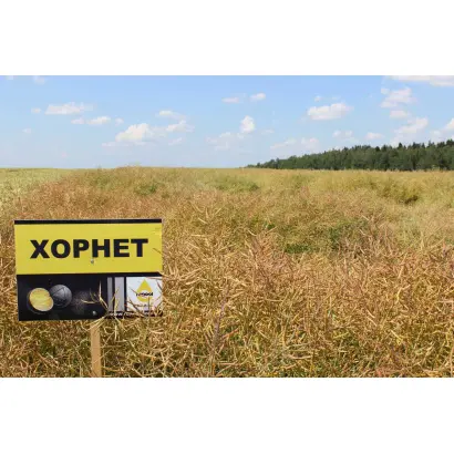 Hornet / Хорнет