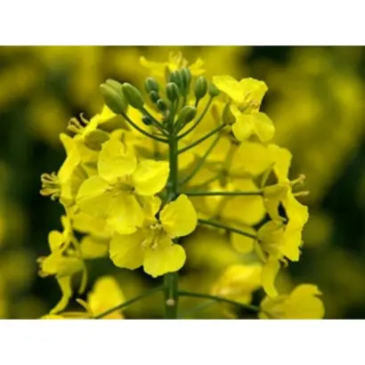 Чемпіон України